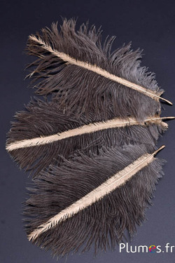 Struisvogel  met fijne gouden straal - 13-18 cm - grijs natuur